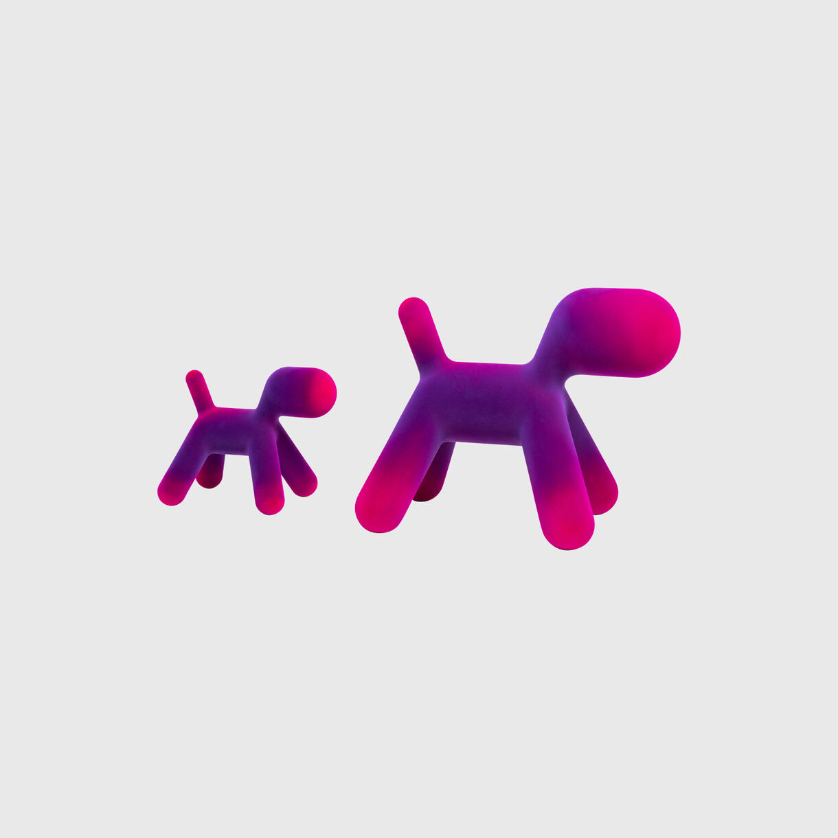 Puppy Velvet, Violet/Fuchsia