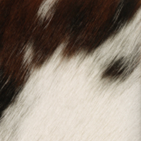 Tri-Colour Haired Hide